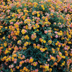 Meet your Posher, Adriana